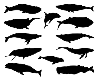 Paquete SVG de ballena, PNG, imágenes prediseñadas de ballenas, silueta, archivos cortados para Cricut, Cameo, Ocean Life Svg, Blue Whale Svg, Humpback Whale Svg