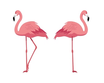 Könnte beinhalten: Zwei rosa Flamingos stehen auf einem Bein und sind einander zugewandt. Die Flamingos haben lange, dünne Hälse und lange, dünne Beine.