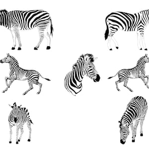 May include: Black and white line art illustrations of zebras in various poses. Some zebras are standing, some are running, and one is looking at the viewer. The illustrations are simple and elegant.