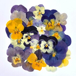 24 violette commestibili pressate, fiori colorati, fiori commestibili, fiori secchi, torta nuziale, decorazione di torte, torta di fiori