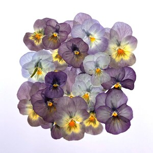 24 viole pressate commestibili, viola, fiori commestibili, fiori secchi, fiori secchi, torta nuziale, decorazione torta, torta floreale