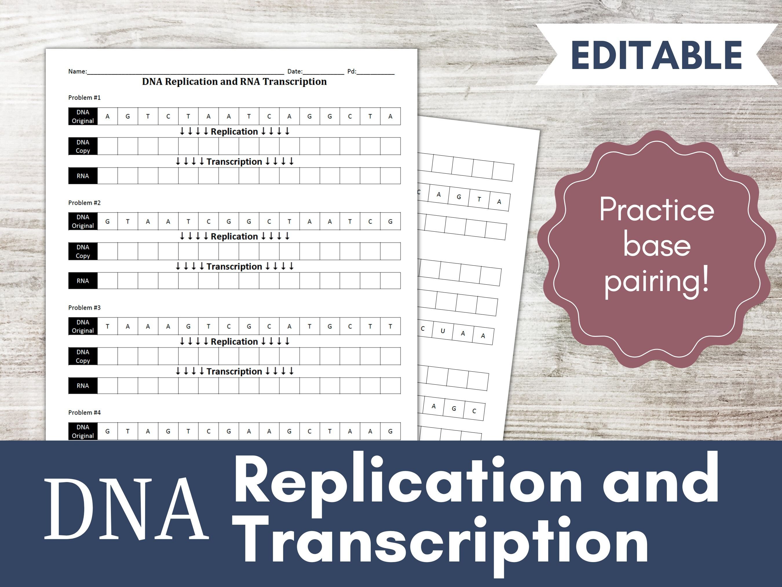 DNA Replication And Transcription Worksheet Activity Etsy
