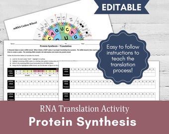 Protein Synthesis Translation Worksheet | Printable and Digital | High School Biology and Life Science Lesson