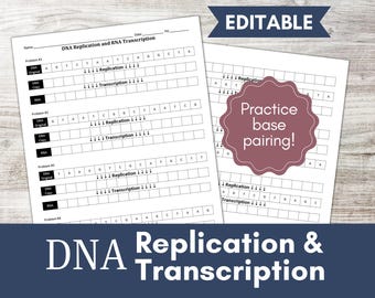 DNA Replication and Transcription Worksheet | Biology Practice (PDF and .docx)
