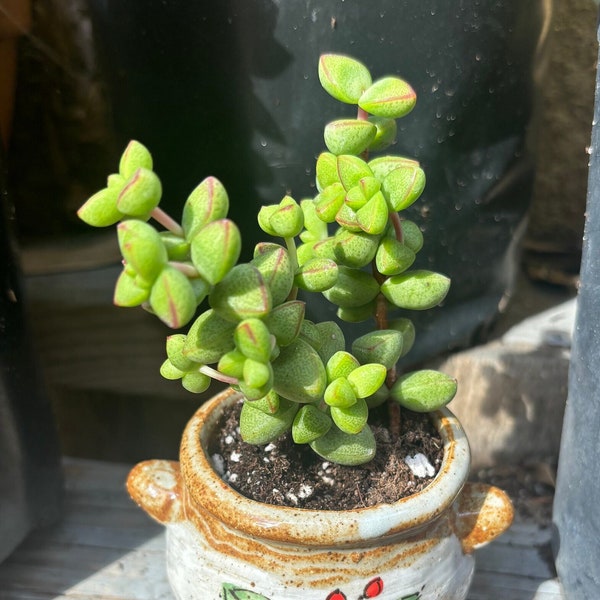 Crassula Brevifolia Succulent