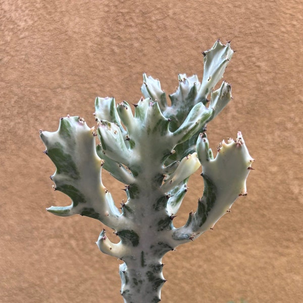Rare Euphorbia Dragon Bone Cactus