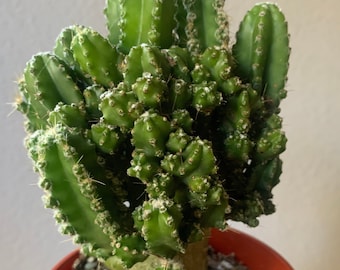 Rare Fairy Castle Cactus Full Healthy Green Cluster Indoor Outdoor Garden