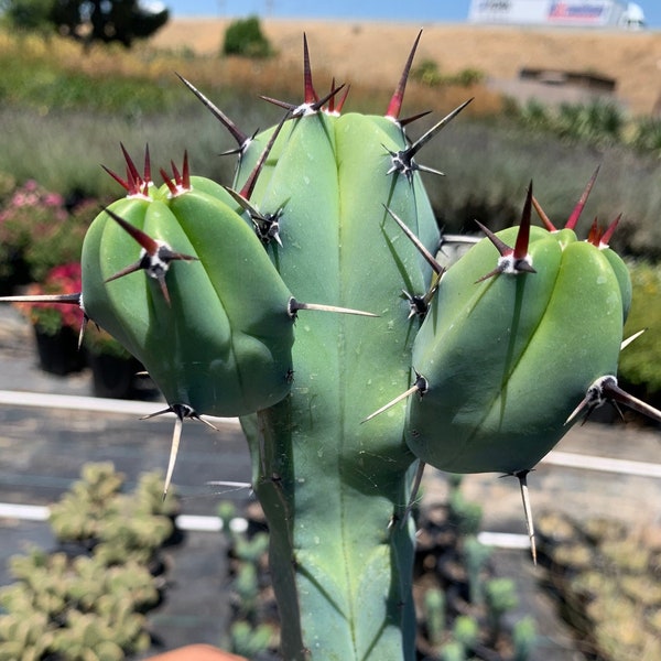 Rare Cactus Myrtillocactus Geometrizans (Blue Myrtle) Cactus Indoor Outdoor Garden Drought tolerant Plant