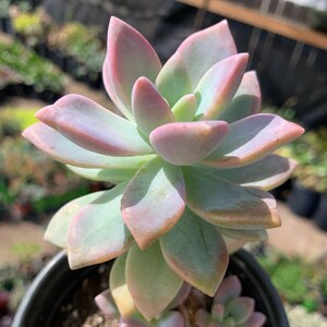 Rainbow Pastel Colored Easy Growing Grapto Succulent Plant