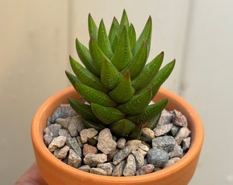 Haworthia Succulent Plant- Low Maintenance