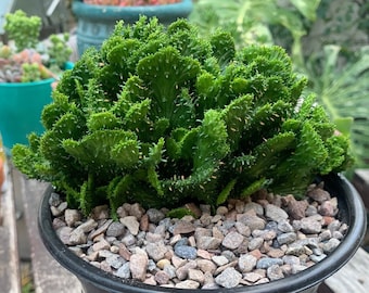 Large Cactus Plant Euphorbia Flanagani Crest Indoor Outdoor Plant