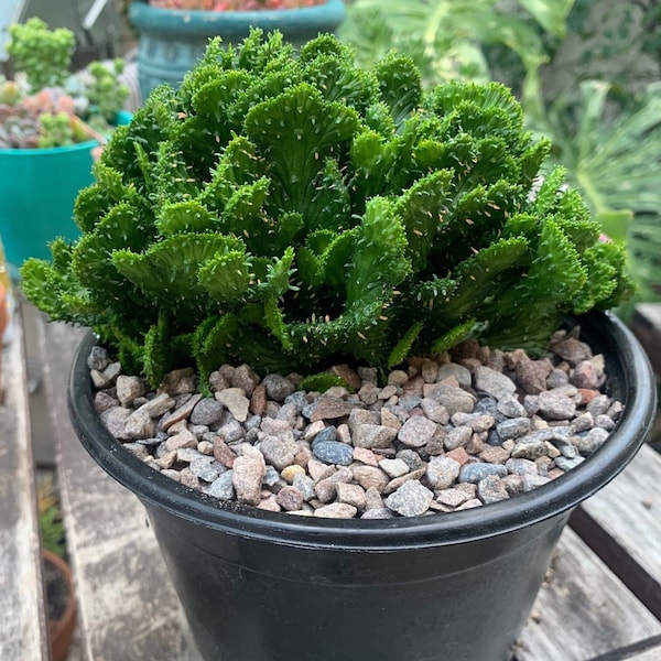 Large Cactus Plant Euphorbia Flanagani Crest Indoor Outdoor Plant