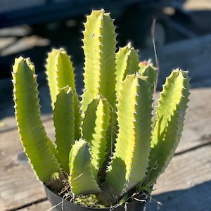 Rare Moroccan Mound Euphorbia Cluster