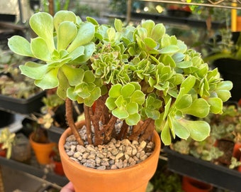 Rare Aeonium Blushing Beauty Crested Succulent