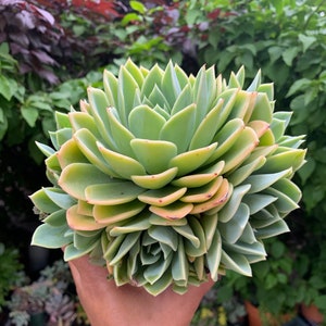 Big Cluster Echeveria Blue Atoll Succulent