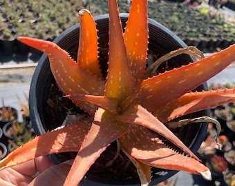 Rare Aloe Maculata Sun Loving Outdoor Cactus Plant