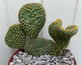 Rare Crazy Bunny Opuntia Cactus