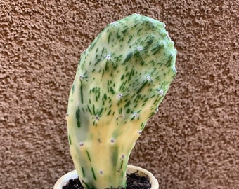Variegated Opuntia Cactus Cutting