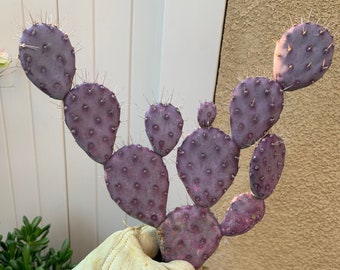 Santa Rita Prickly Pear (purple cactus)