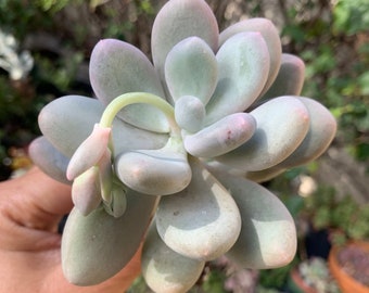 Pastel colored chubby Blue Moonstone Succulent INdoor Outdoor Garden