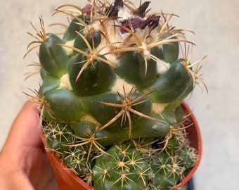 Rare Coryphantha Cactus Large Size Indoor Outdoor Garden