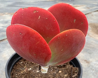 Red Kalanchoe Luciae Flapjack Succulent Plant Indoor Outdoor Garden