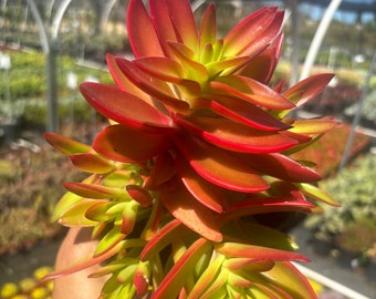 Colorful Crassula Succulent Plant