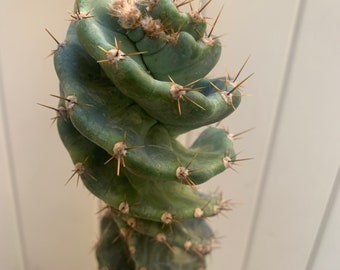 Rare Spiral Cactus Cereus Forbesii Plant Indoor Outdoor Garden