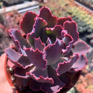 Colorful Succulent Echeveria Neon Breaker