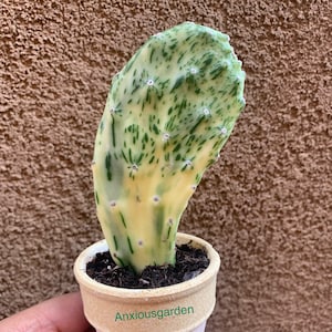 Variegated Opuntia Cactus Cutting