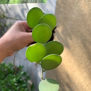Green String Houseplant String of Coins Indoor or Outdoor Plant Easy Grower