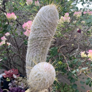 Large Cactus Plant Old Man Cactus (Cephalocereus Senilis) Drought Tolerant