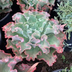 Beautiful, Colorful Ruffled Pink Echeveria Succulent
