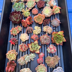 Colorful Echeveria Imported Succulent Rare Mystery Box (3-4succulents)