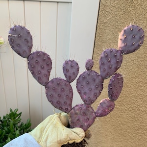 Santa Rita Prickly Pear (purple cactus)