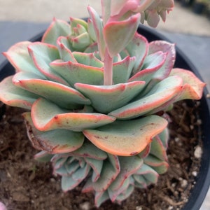Rare Echeveria Atlantis Succulent Cluster