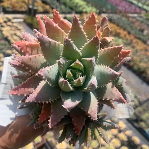 Colorful Cluster Aloe Brevifolia Low Maintenance Plant
