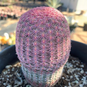 Rainbow Hedgehog Cactus