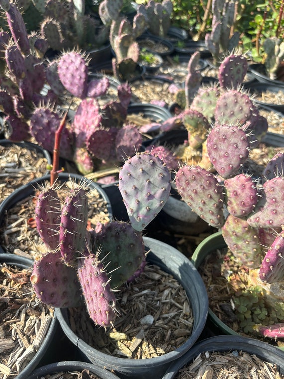 Santa Rita Prickly Pear purple Cactus -  Canada