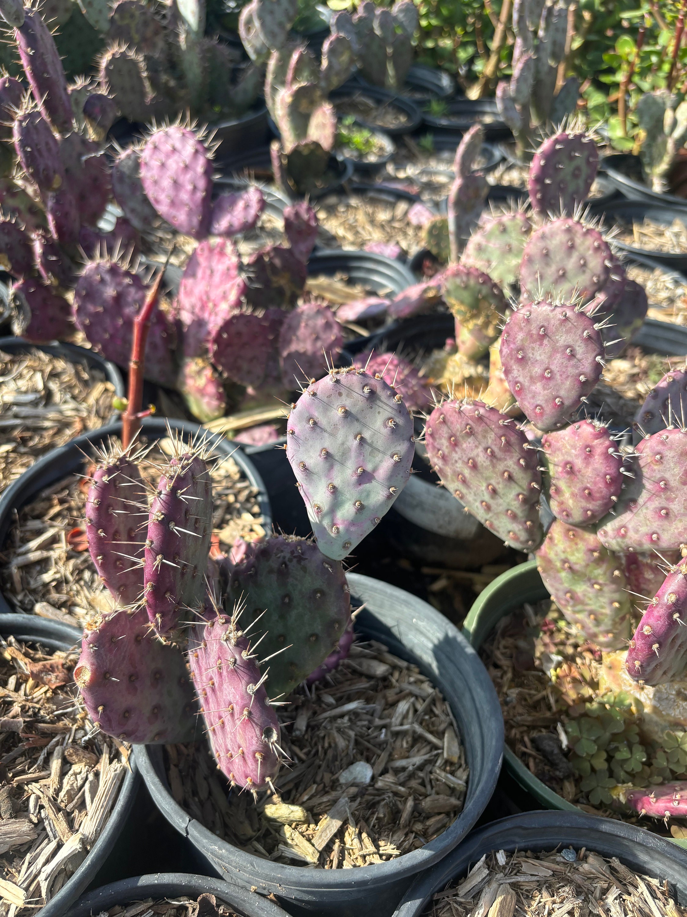 Santa Rita Prickly Pear (purple Cactus) - Etsy