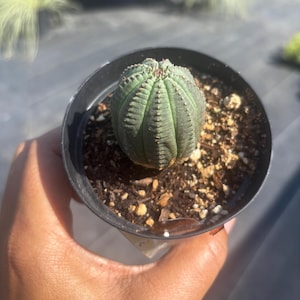 Cutie Euphorbia Obesa Cactus