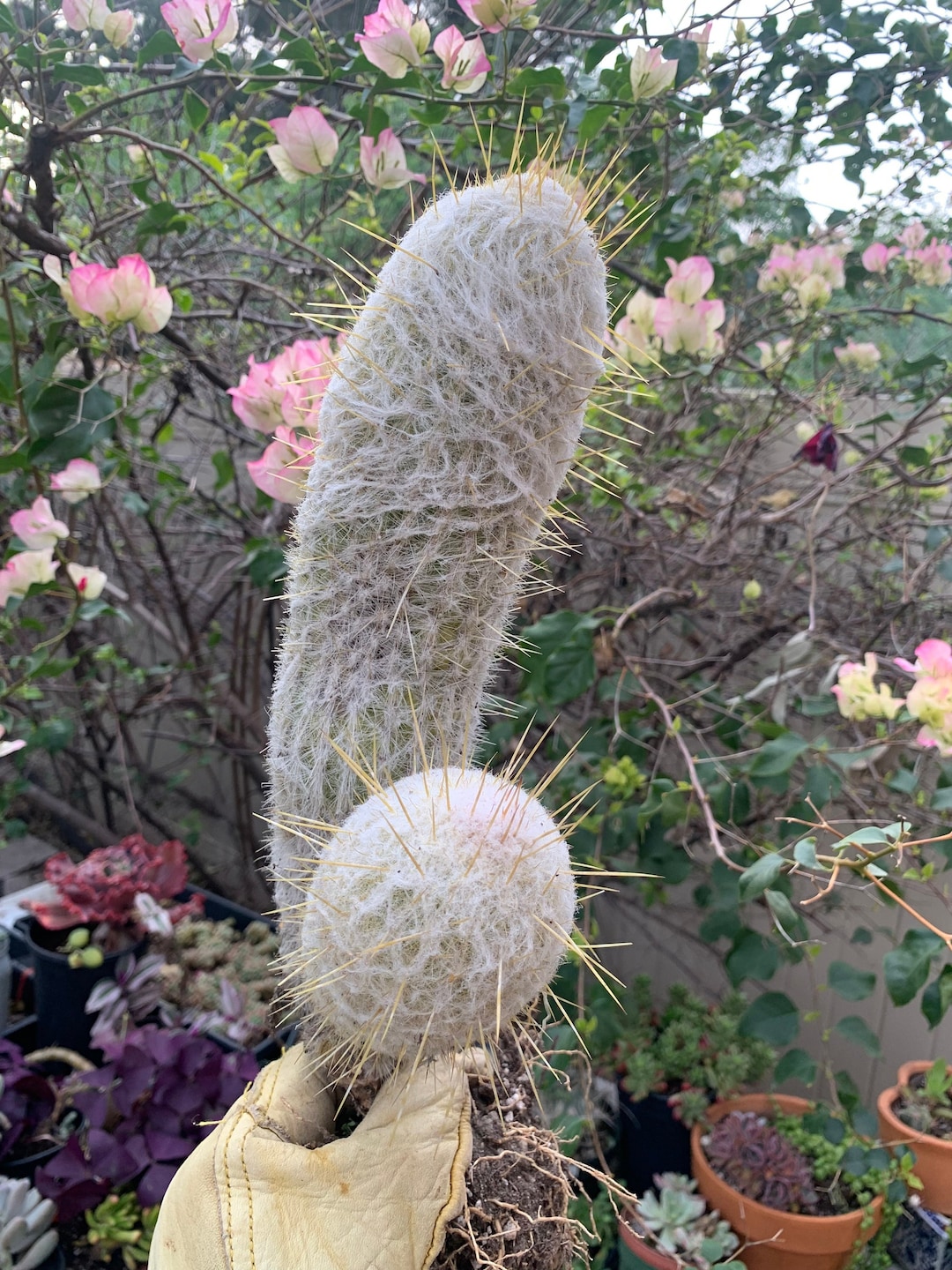 Large Cactus Plant Old Man Cactus (cephalocereus Senilis) Drought ...