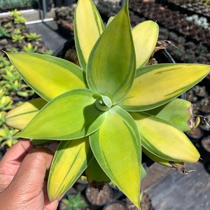 Rare Plant Agave Attenuata Variegated Kara's Stripes image 1