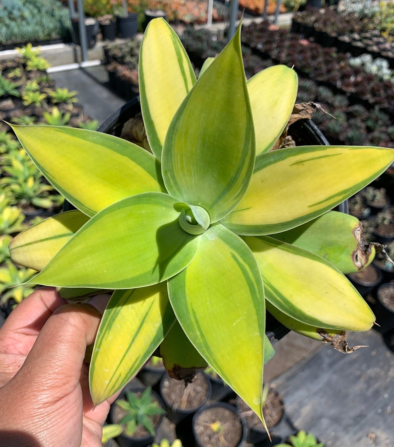 Rare Plant Agave Attenuata Variegated Kara's Stripes image 1