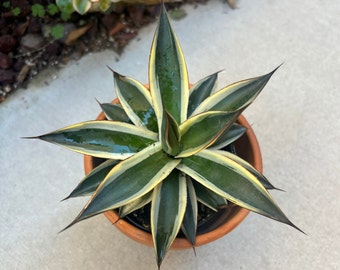 Rare Variegated Agave Snow Glow