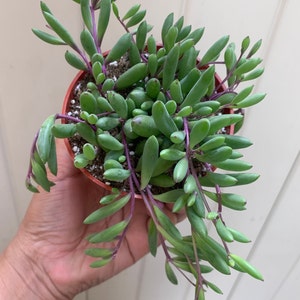 May include: A small potted succulent plant with long, trailing stems and green leaves. The stems are a deep purple color.