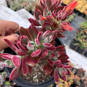 Red Velvety Echeveria Harmsii (Ruby Slippers ) Succulent