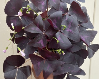 Rare Purple Shamrock Houseplant