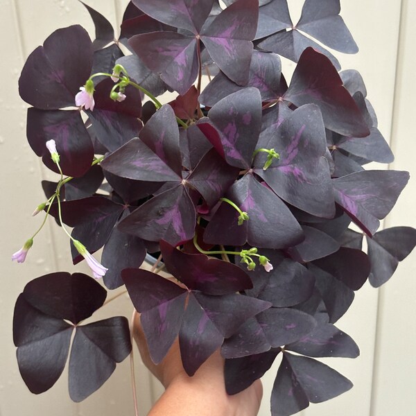 Rare Purple Shamrock Houseplant