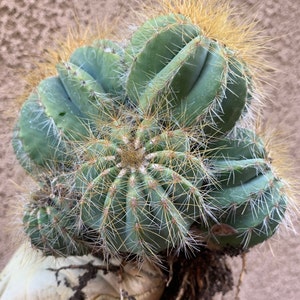 Balloon Cactus Notocactus Magnificus image 1